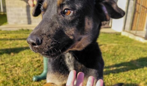 Feira de adoção de animais ocorre no próximo sábado na Via del Vino