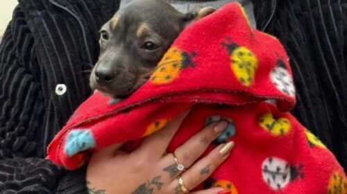 Sete cães recebem um novo lar durante campanha de adoção