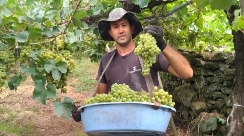 Valorização do produtor na Cooperativa Vinícola Garibaldi começa desde cedo