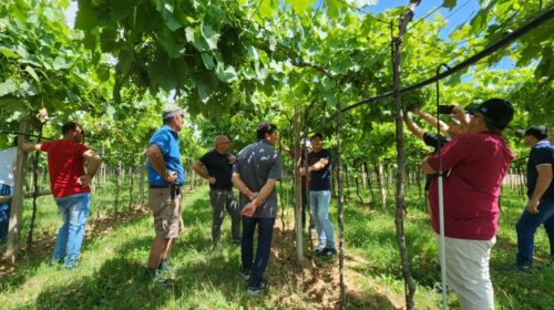 Cooperados da Vinícola Garibaldi conhecem regiões produtoras de espumante na Itália
