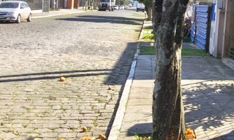 MULHER RECEBE BALDE DE ÁGUA SANITÁRIA NO ROSTO AO COLHER BERGAMOTA NO BAIRRO PLANALTO, EM CARLOS BARBOSA