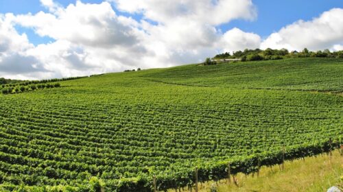 Denominação de origem atesta identidade e referência de vinhos e espumantes