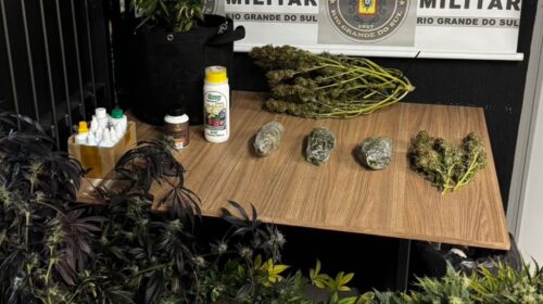 Brigada Militar apreende pés de maconha no Bairro Vila Nova, em Bento Gonçalves