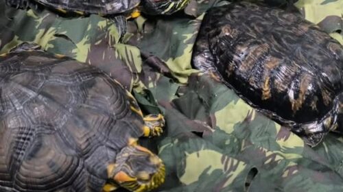 BRIGADA MILITAR FLAGRA ANIMAIS EM CATIVEIRO, EM BENTO GONÇALVES