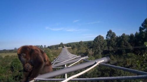 Monitoramento aponta uso crescente de passagens aéreas por fauna silvestre na ERS-040