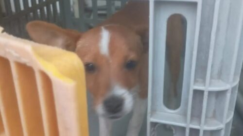 Bento pet auxiliou em mais de 50 resgates nos últimos oito meses