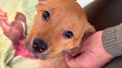 Nove animais são adotados em feira promovida pelo Bento Pet