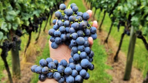 Vale dos Vinhedos apresenta a singularidade D.O.V.V. na ProWine