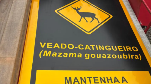 SMMAM inicia ações para preservação da Fauna Nativa em Bento