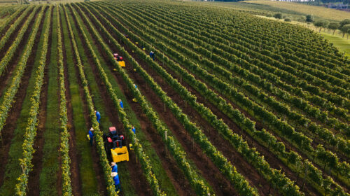 Cooperativa Vinícola Aurora divulga Relatório de Sustentabilidade com avanços em governança, inclusão e meio ambiente